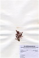 藏品(尖頂軟毛藻)的圖片